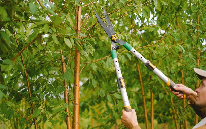 Tree trimming in Hazel, SD