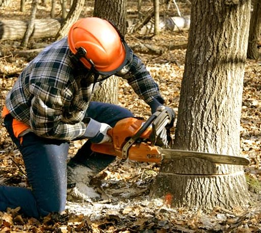 Tree Removal in Hazel, SD